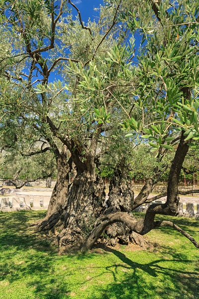 Oliwka w Barze mająca ponad 2000 lat.